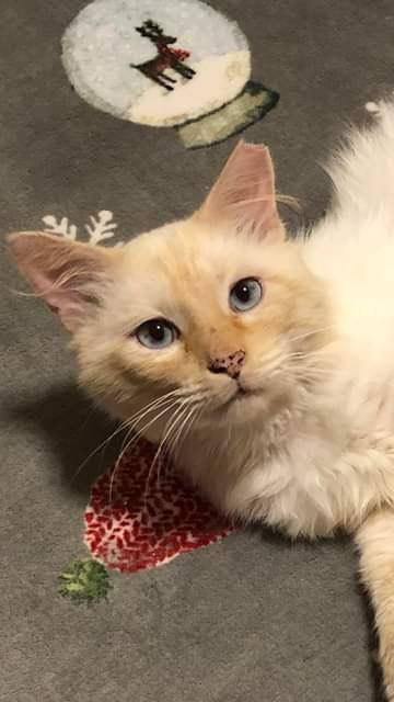 Snow, a Adopted Siamese in Rochester Hills, MI image 1/2