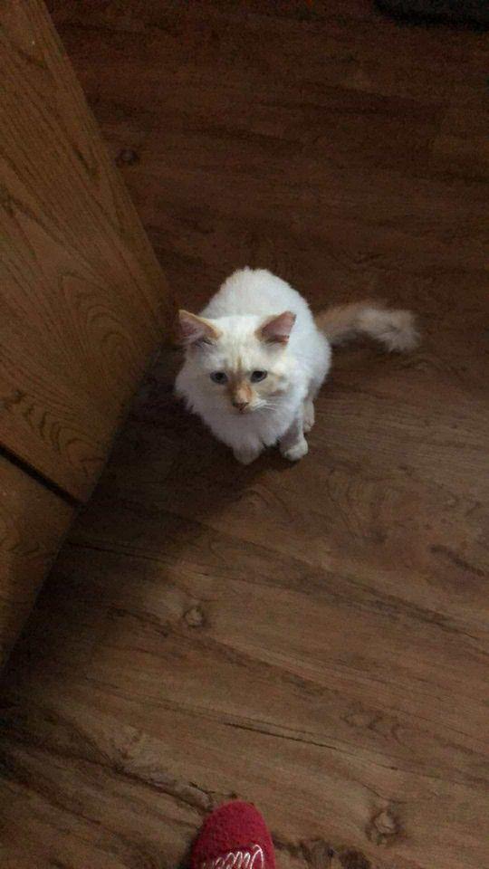 Snow, a Adopted Siamese in Rochester Hills, MI image 2/2