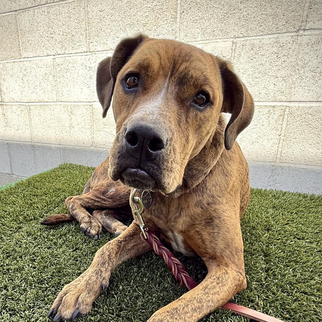 Sydney (Frida), Adoptable, Adult Female Pit Bull Terrier.