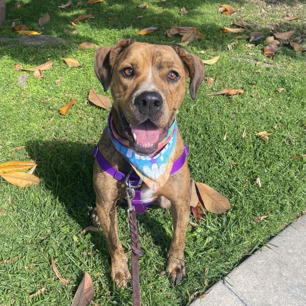 Enlarge Sydney (Frida), a Adoptable Pit Bull Terrier in Los Angeles, CA image 2/2