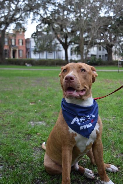 CrossTrek, Adoptable, Puppy Male American Bulldog & Mixed Breed.