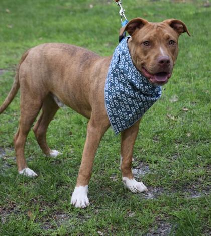 Enlarge CrossTrek, a Adoptable mixed breed in Savannah, GA image 2/3