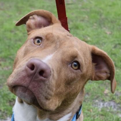 Enlarge CrossTrek, a Adoptable mixed breed in Savannah, GA image 3/3