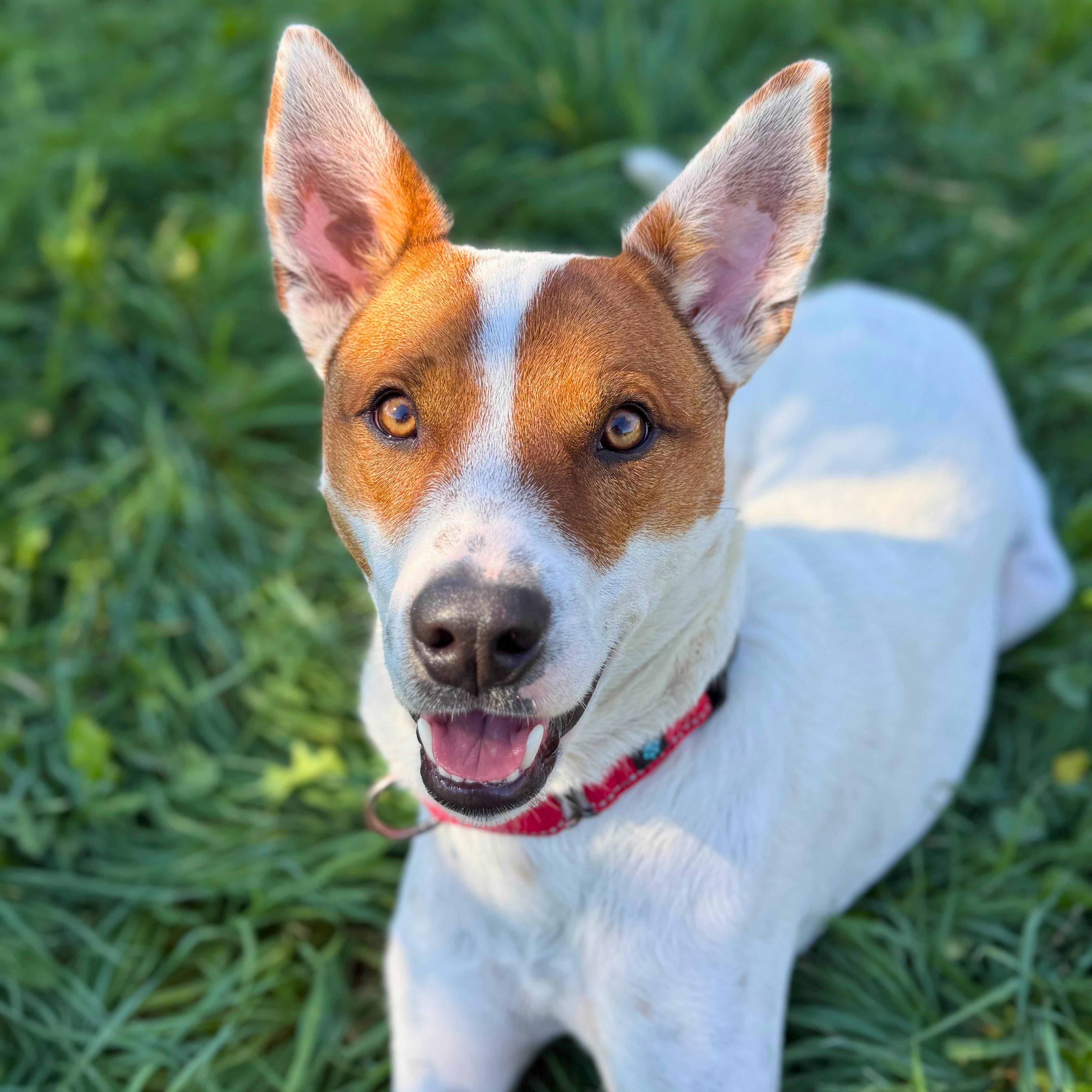 Bentley, Adoptable, Young Male Australian Cattle Dog / Blue Heeler.