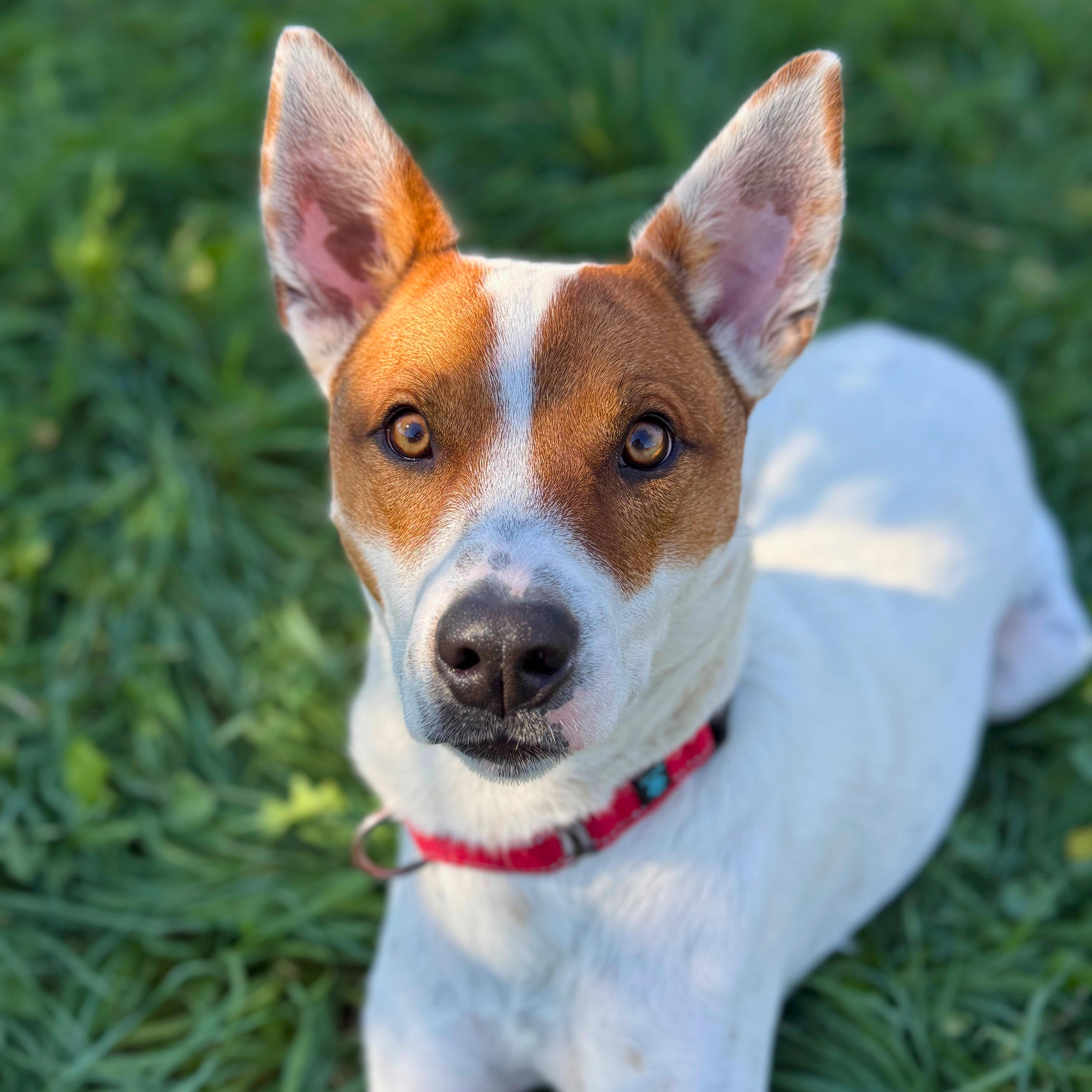 Enlarge Bentley, a Adoptable mixed breed in Ridgway, CO image 2/6