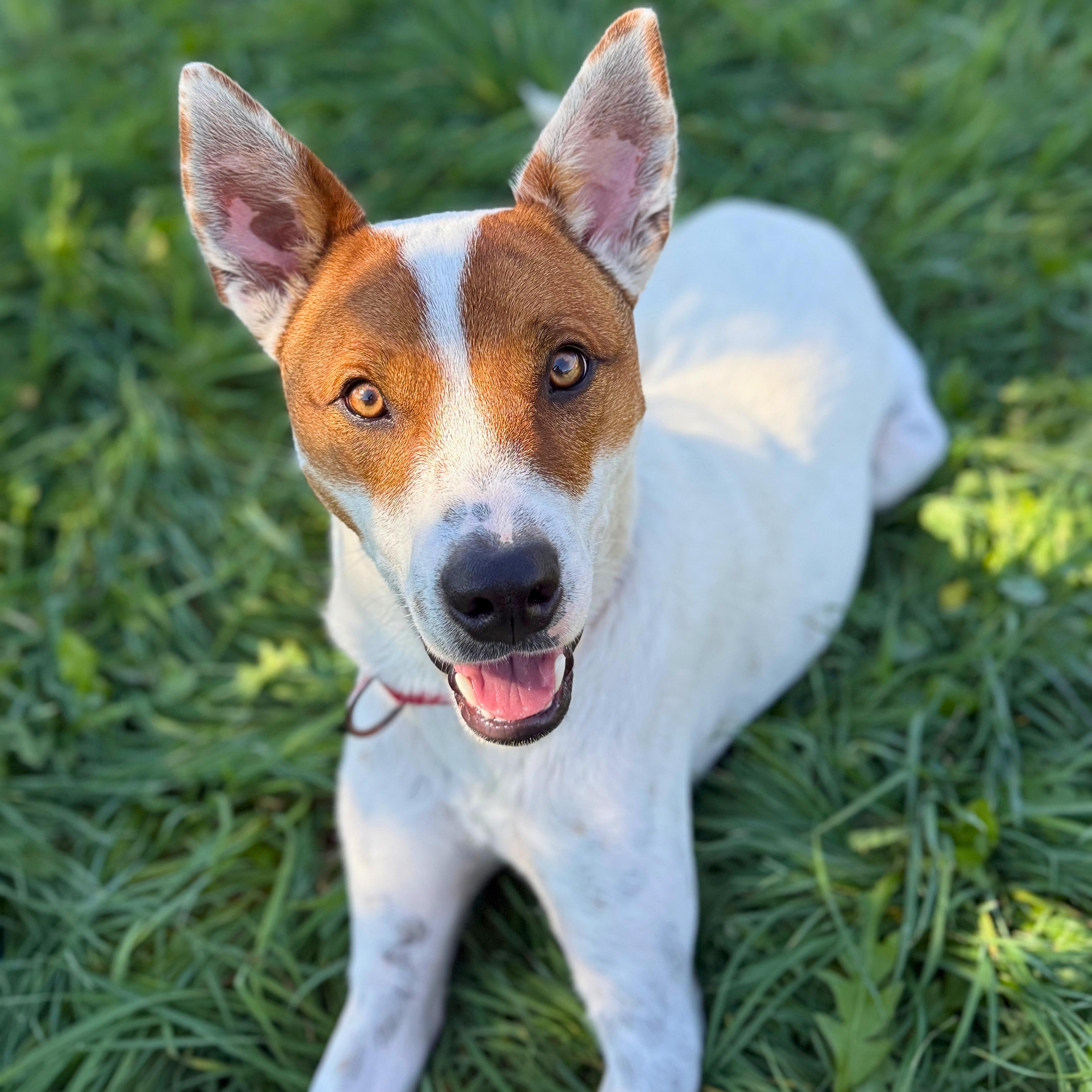 Enlarge Bentley, a Adoptable mixed breed in Ridgway, CO image 3/6