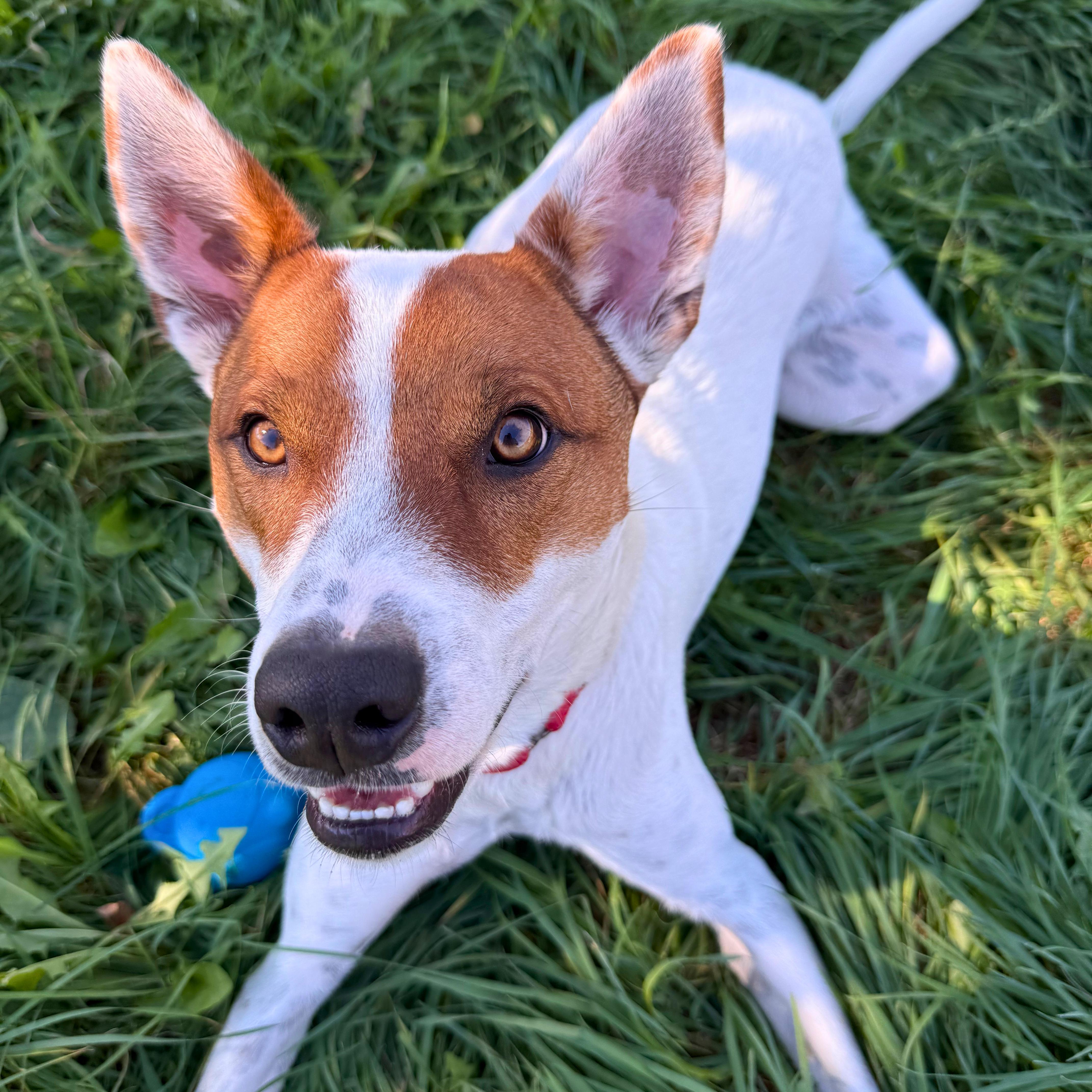 Enlarge Bentley, a Adoptable mixed breed in Ridgway, CO image 4/6