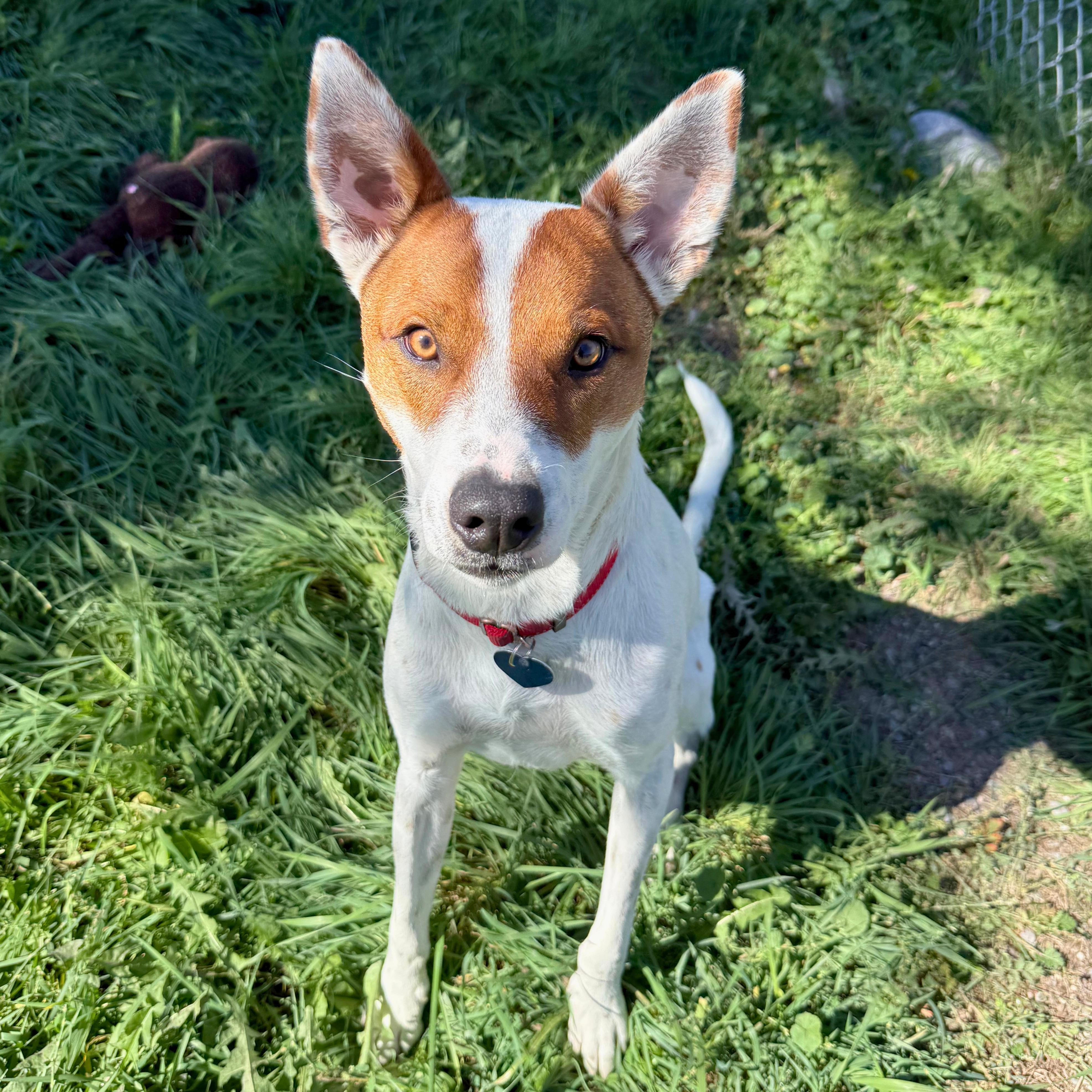 Enlarge Bentley, a Adoptable mixed breed in Ridgway, CO image 6/6