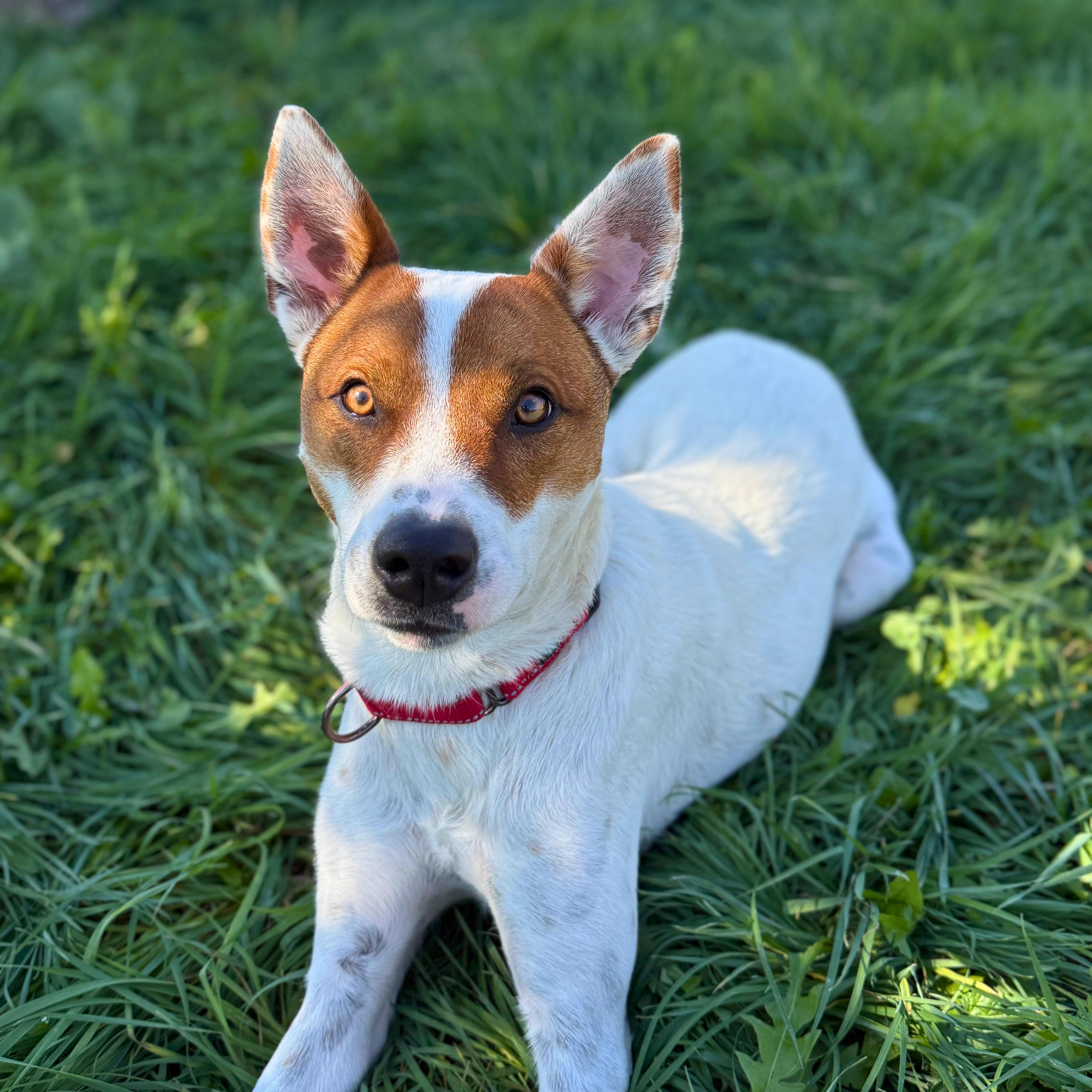 Enlarge Bentley, a Adoptable mixed breed in Ridgway, CO image 5/6