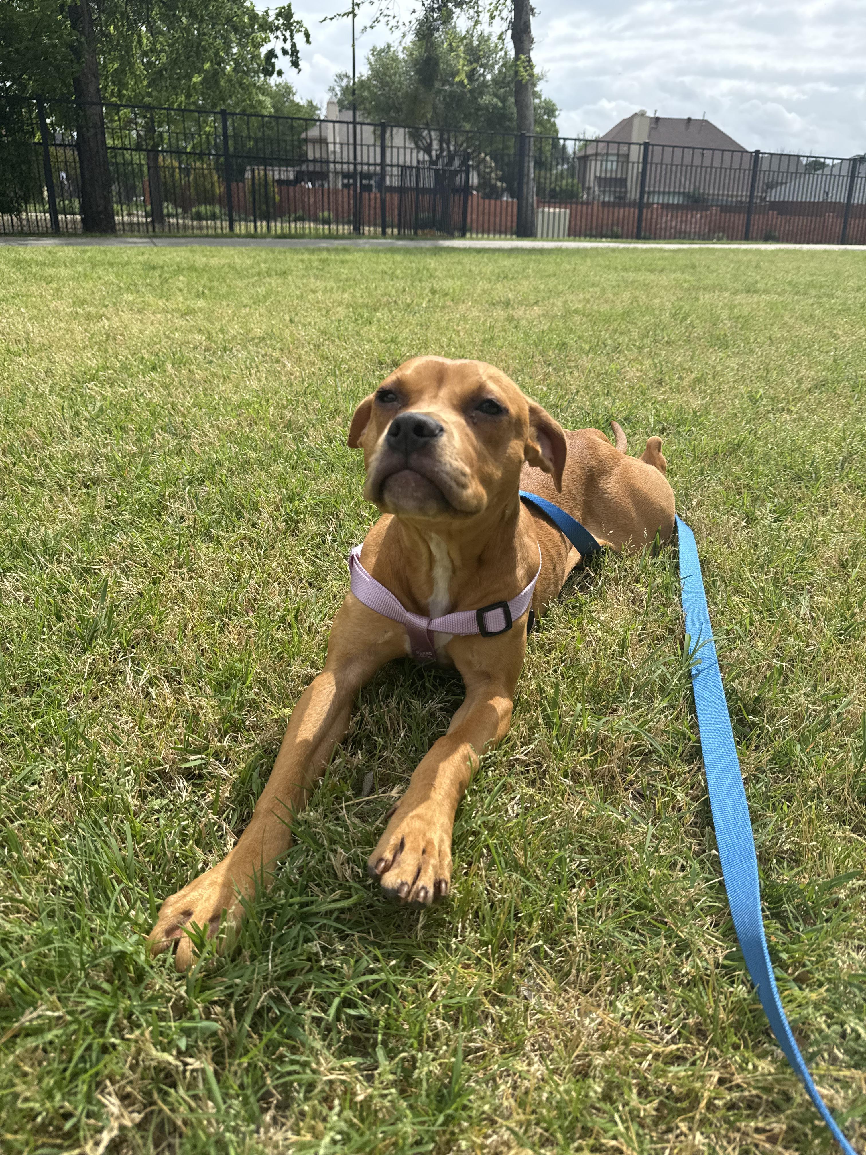 Enlarge Cherry, an adopted Mixed Breed in Athens, TX image 6/6