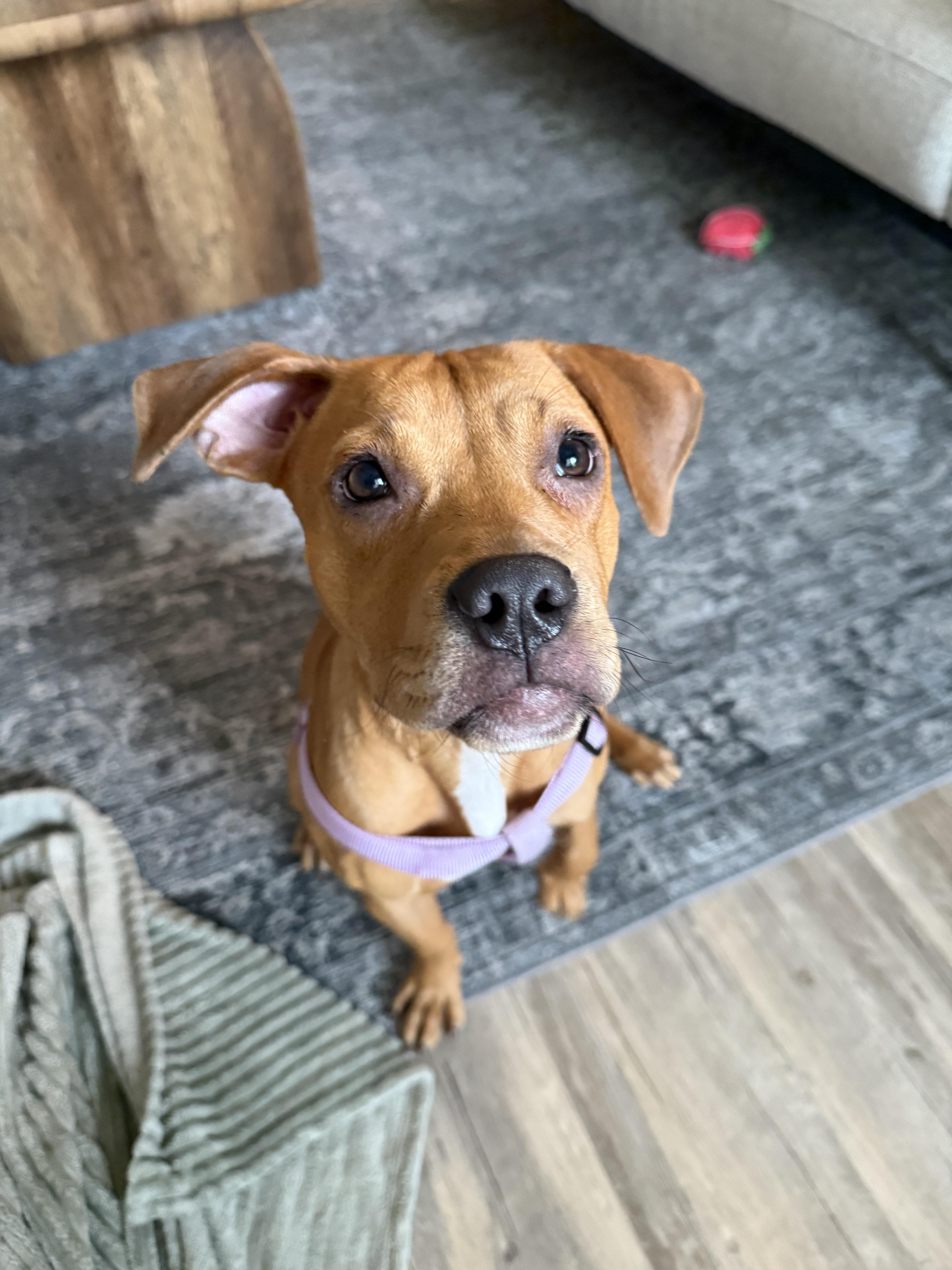 Enlarge Cherry, an adopted Mixed Breed in Athens, TX image 2/6