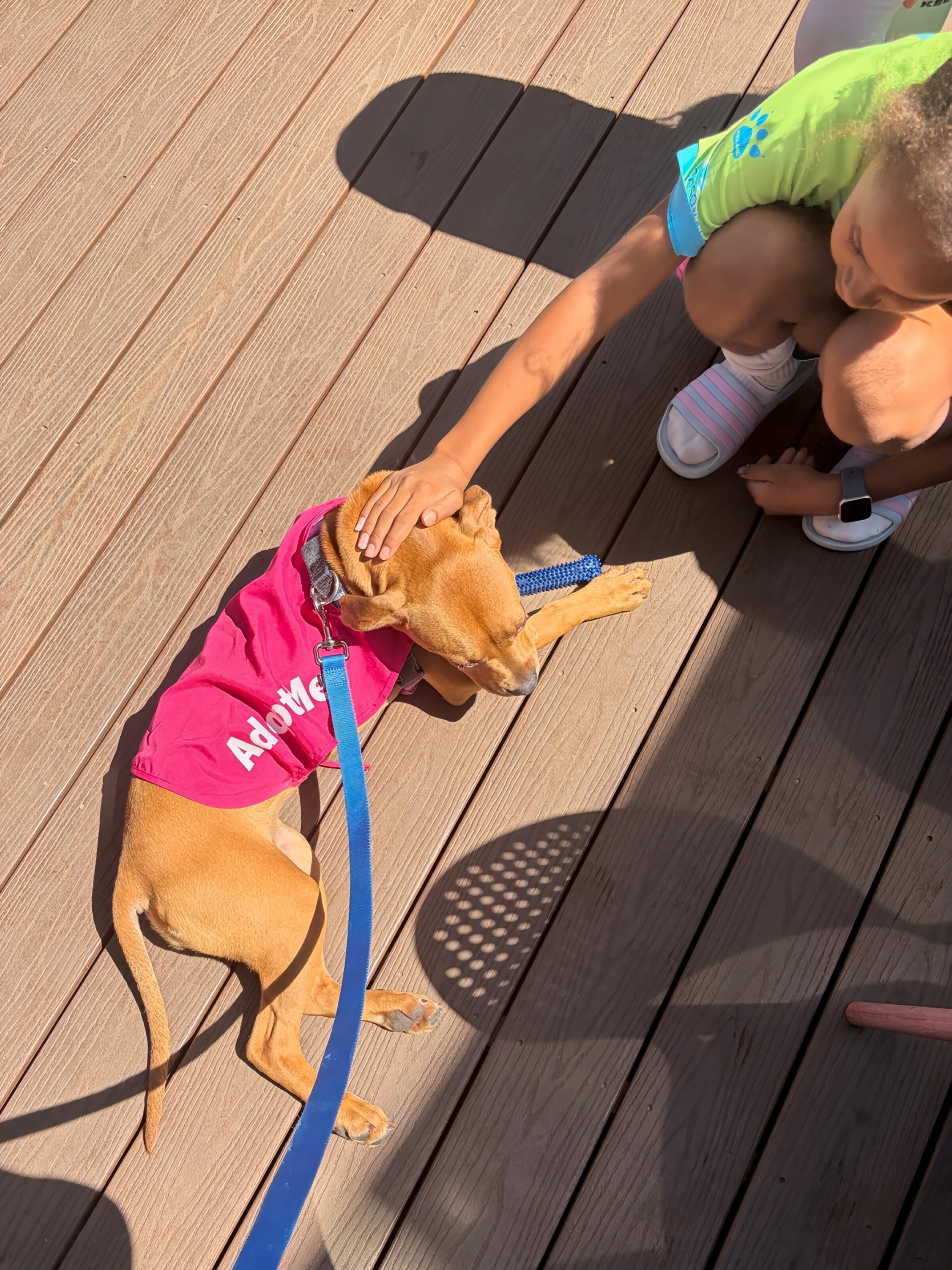 Enlarge Cherry, an adopted Mixed Breed in Athens, TX image 3/6