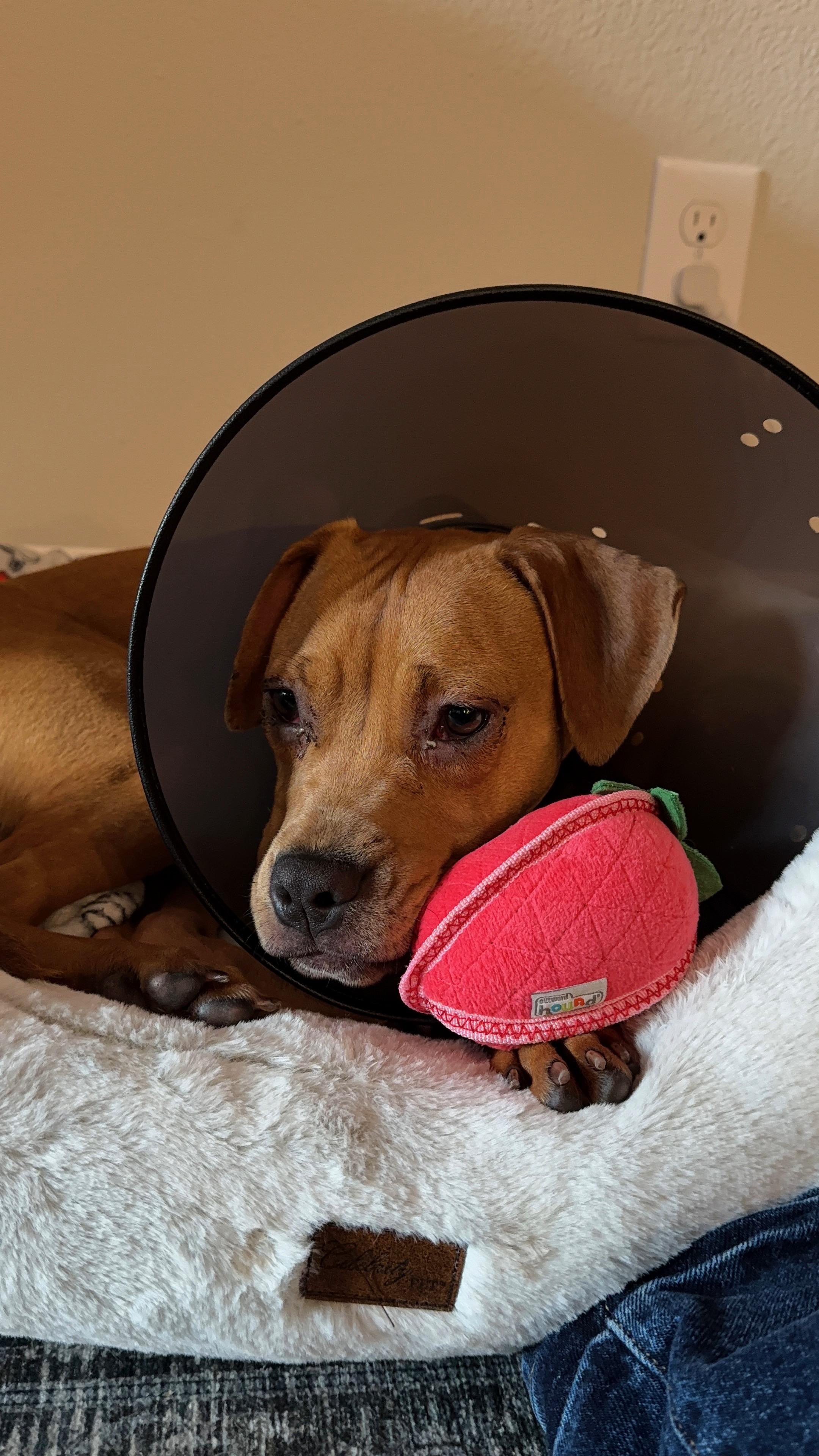 Enlarge Cherry, an adopted Mixed Breed in Athens, TX image 5/6