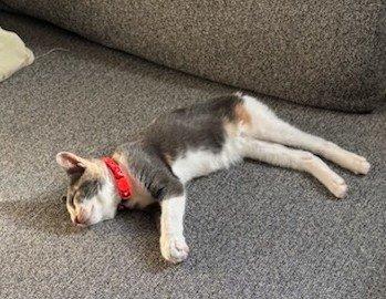 Roma, a ADOPTABLE Domestic Short Hair in Bayonne, NJ image 2/2