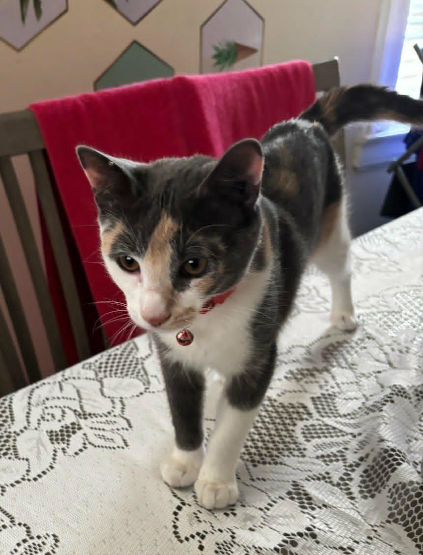 Roma, ADOPTABLE, Young Female Domestic Short Hair.
