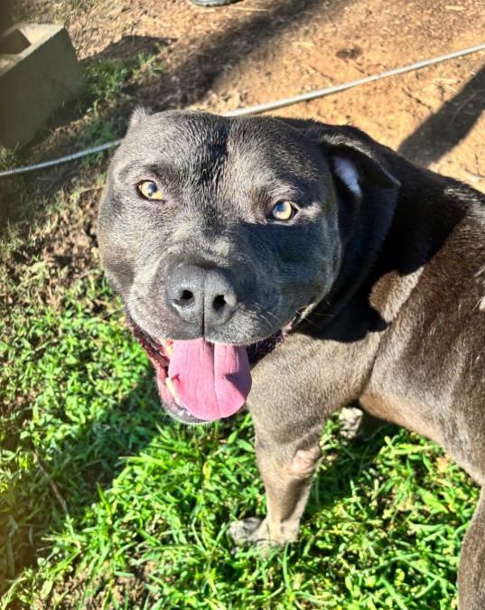 Rock, ADOPTABLE, Adult Male Pit Bull Terrier.