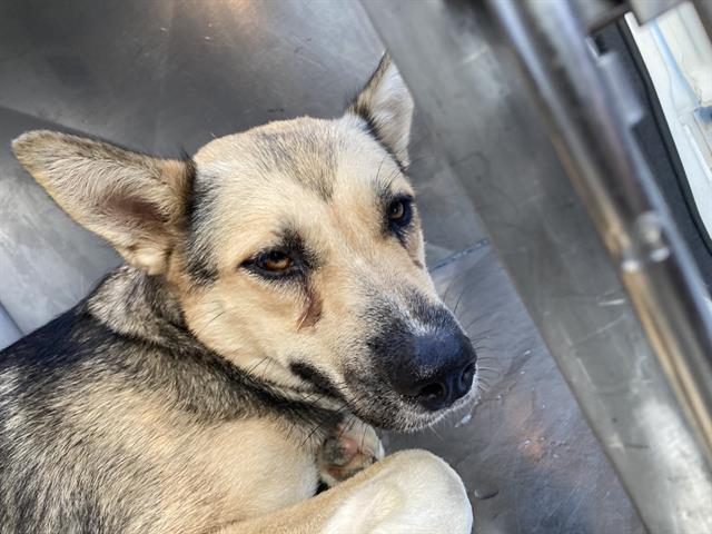 Enlarge NITA, a Adoptable Mixed Breed in Dallas, TX image 1/1