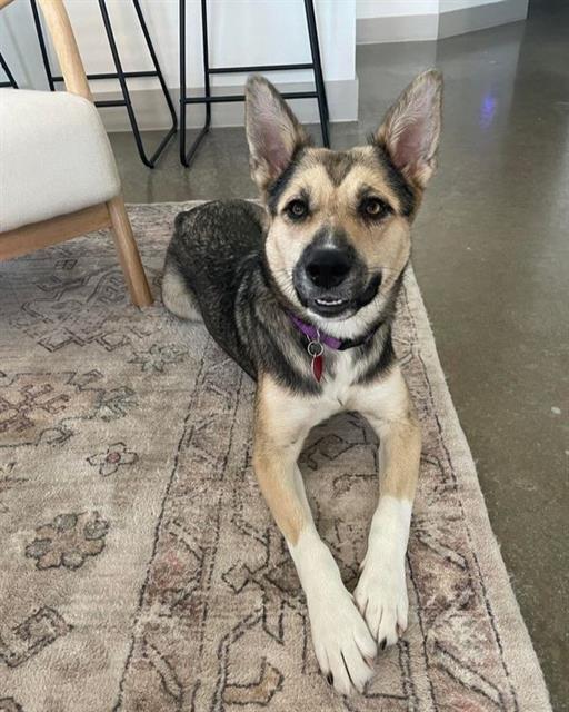 NITA, Adoptable, Adult Female Mixed Breed.