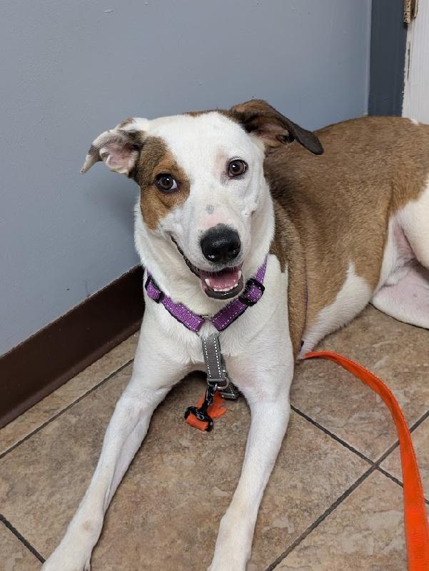 Barclay, ADOPTABLE, Young Male Jack Russell Terrier & American Foxhound.