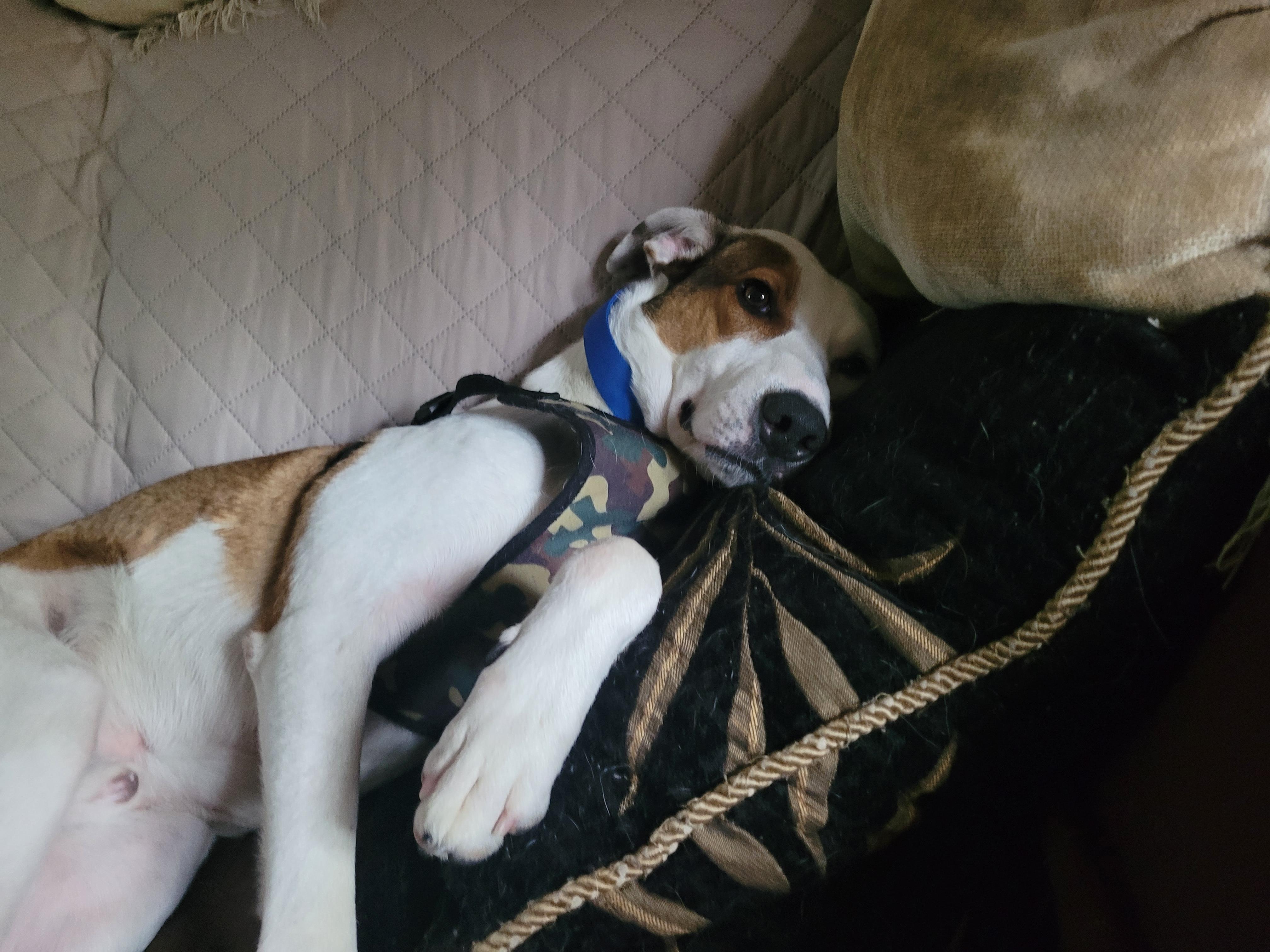 Barclay, a ADOPTABLE mixed breed in Aurora, IL image 6/6