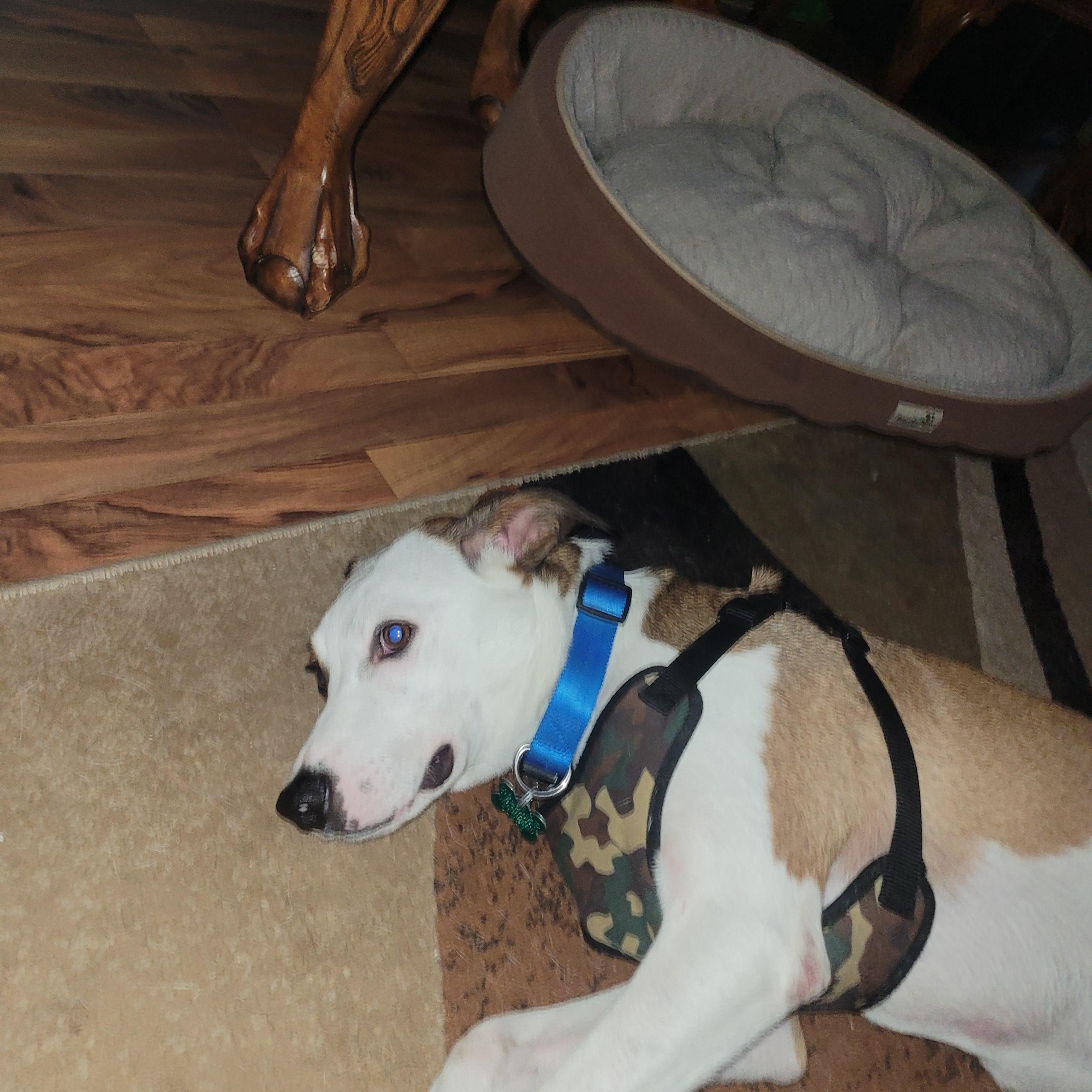 Barclay, a ADOPTABLE mixed breed in Aurora, IL image 4/6