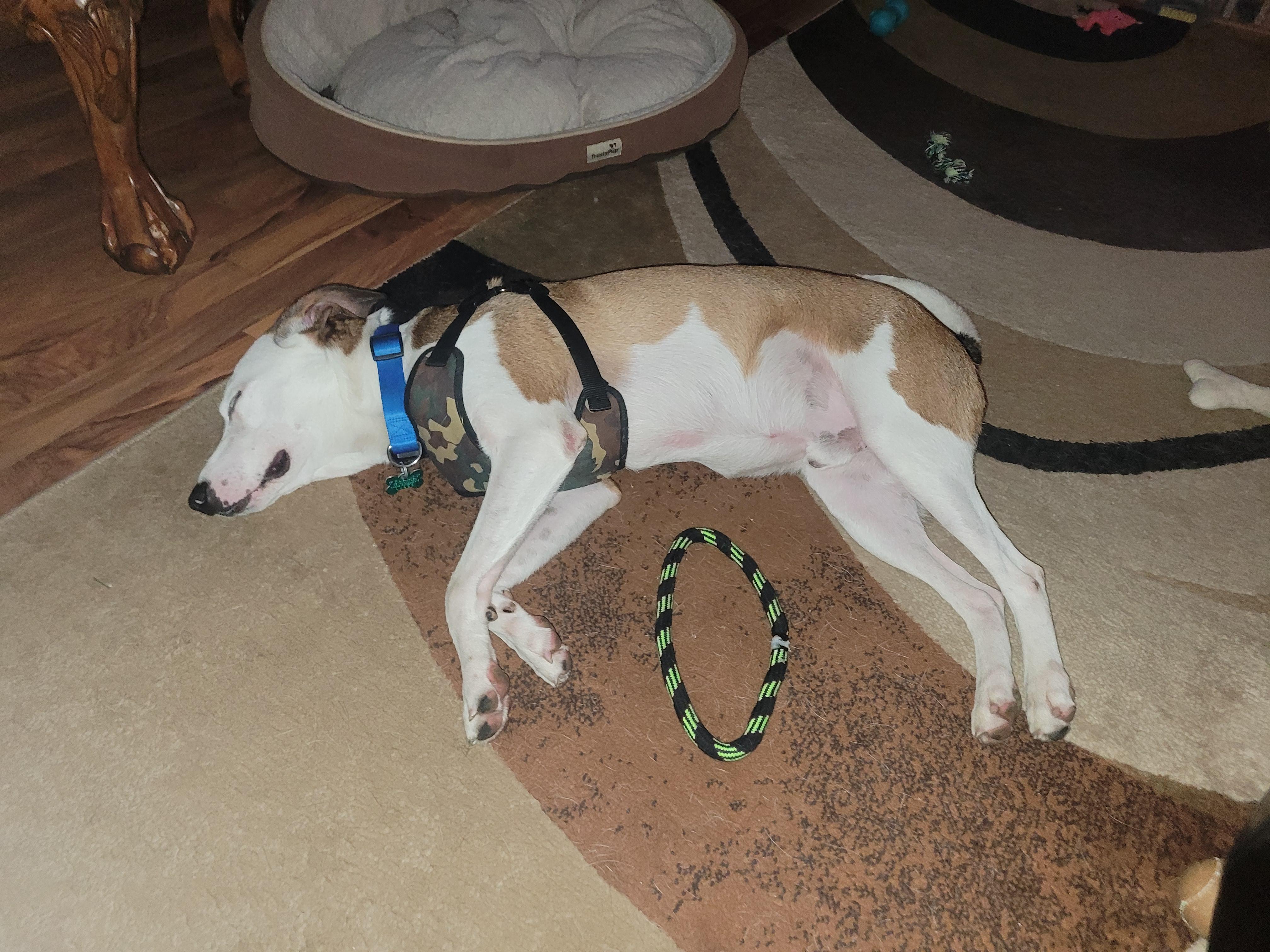 Barclay, a ADOPTABLE mixed breed in Aurora, IL image 3/6