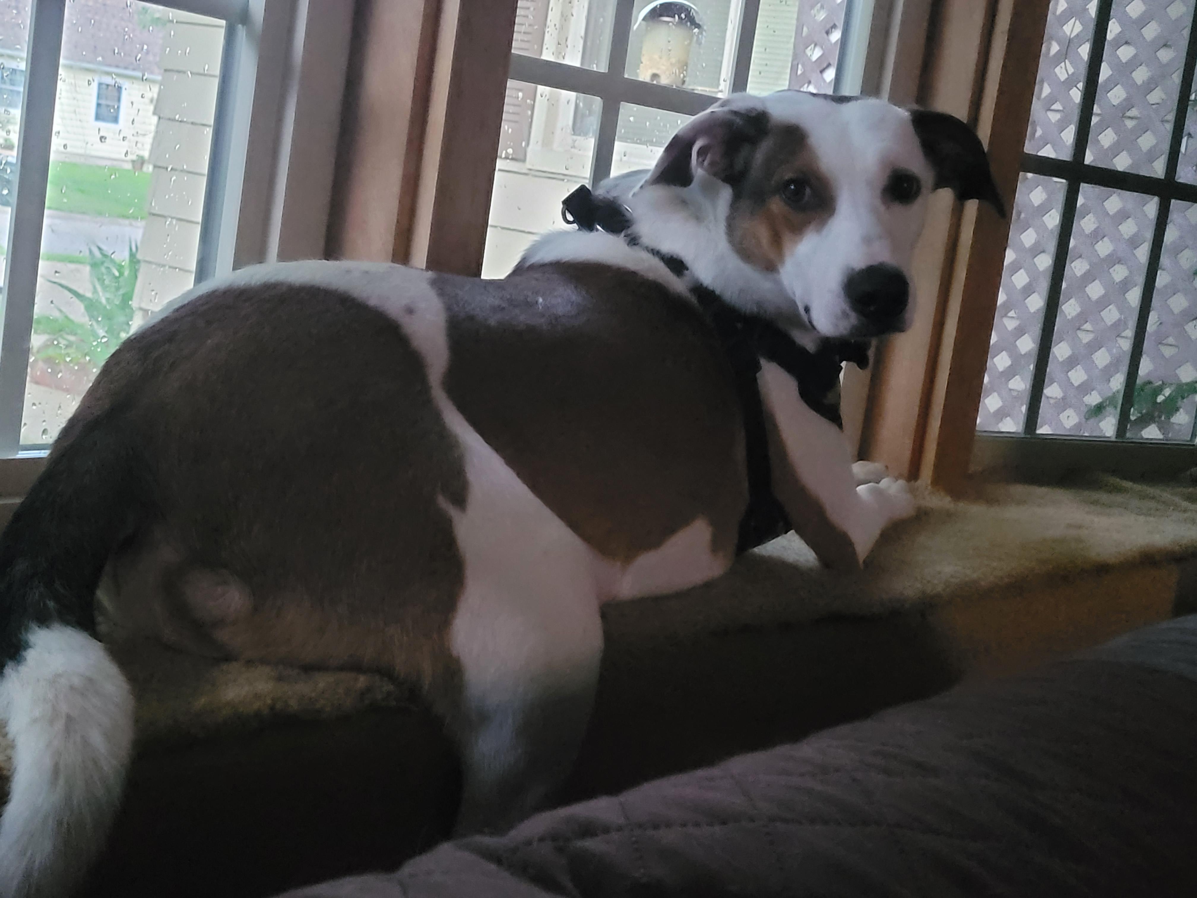Barclay, a ADOPTABLE mixed breed in Aurora, IL image 2/6