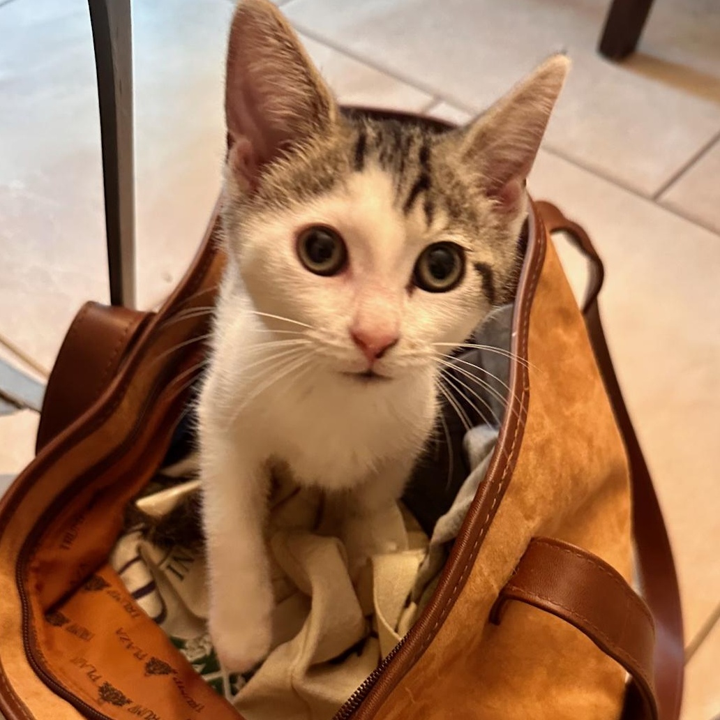 Trinity, an adoptable Domestic Short Hair in East Brunswick, NJ image 2/6