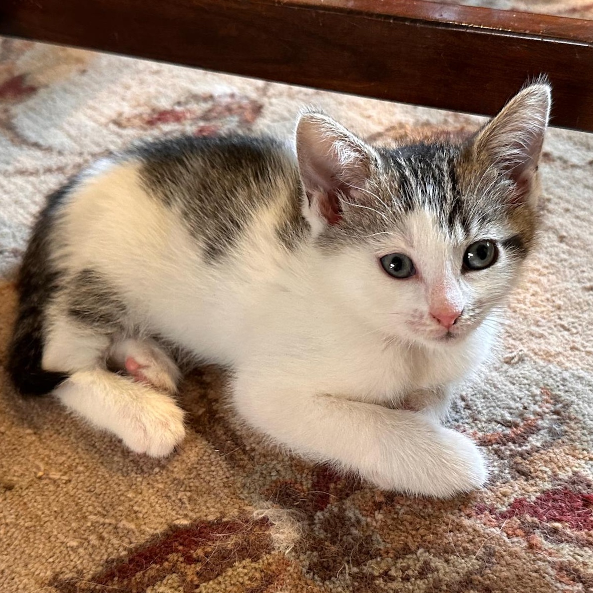 Trinity, an adoptable Domestic Short Hair in East Brunswick, NJ image 3/6