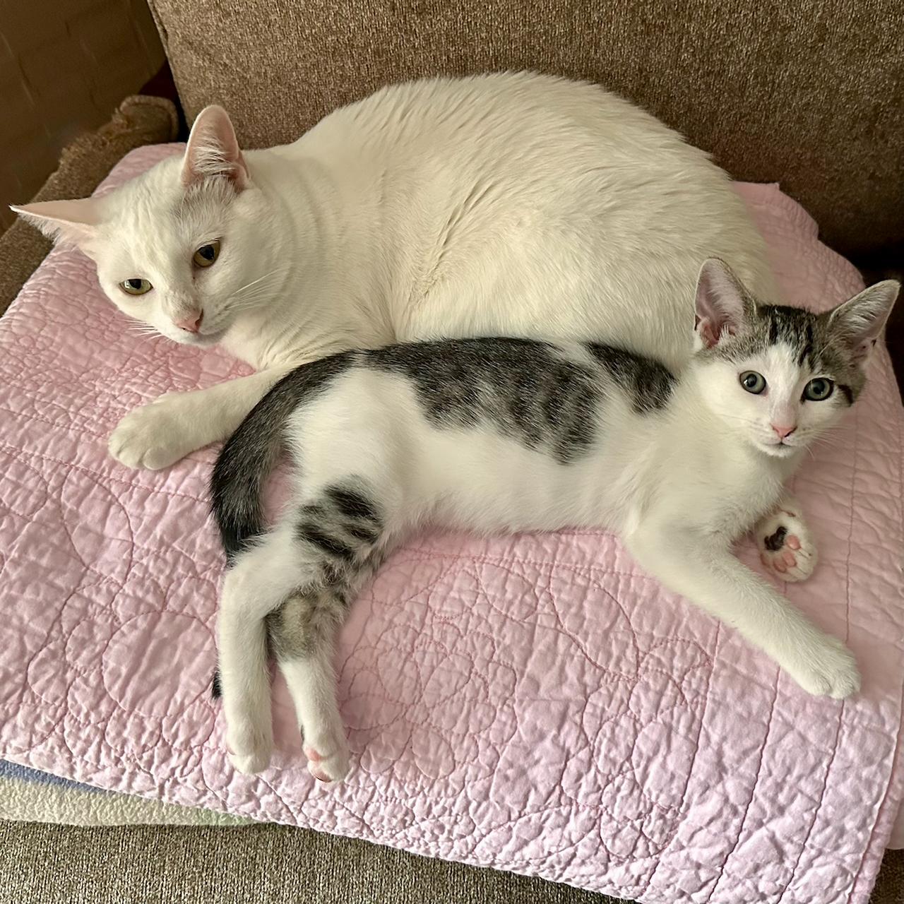 Enlarge Trinity, a Adopted Domestic Short Hair in East Brunswick, NJ image 6/6