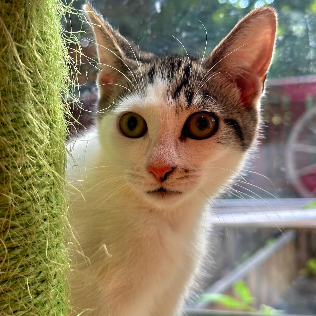 Enlarge Trinity, a Adopted Domestic Short Hair in East Brunswick, NJ image 5/6