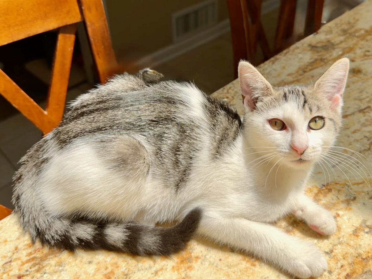 Enlarge Trinity, a Adopted Domestic Short Hair in East Brunswick, NJ image 3/6