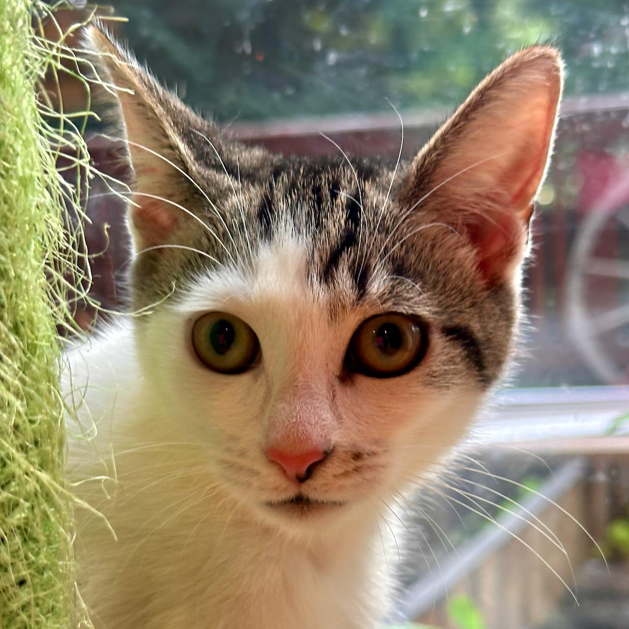 Trinity, Adopted, Kitten Female Domestic Short Hair.