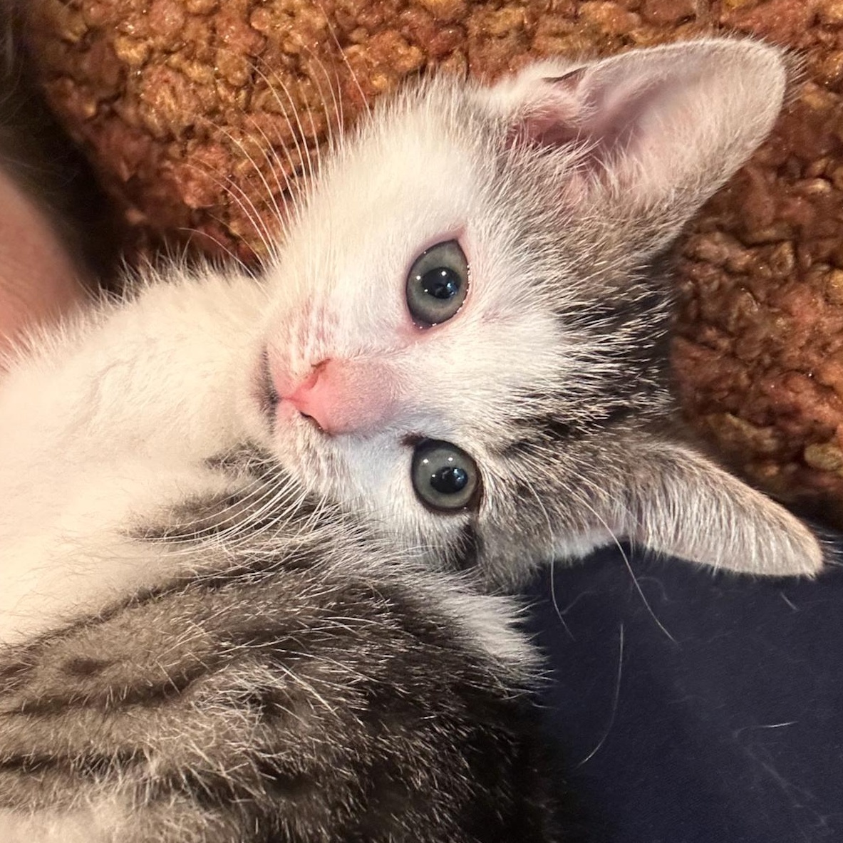Trinity, an adoptable Domestic Short Hair in East Brunswick, NJ image 1/6