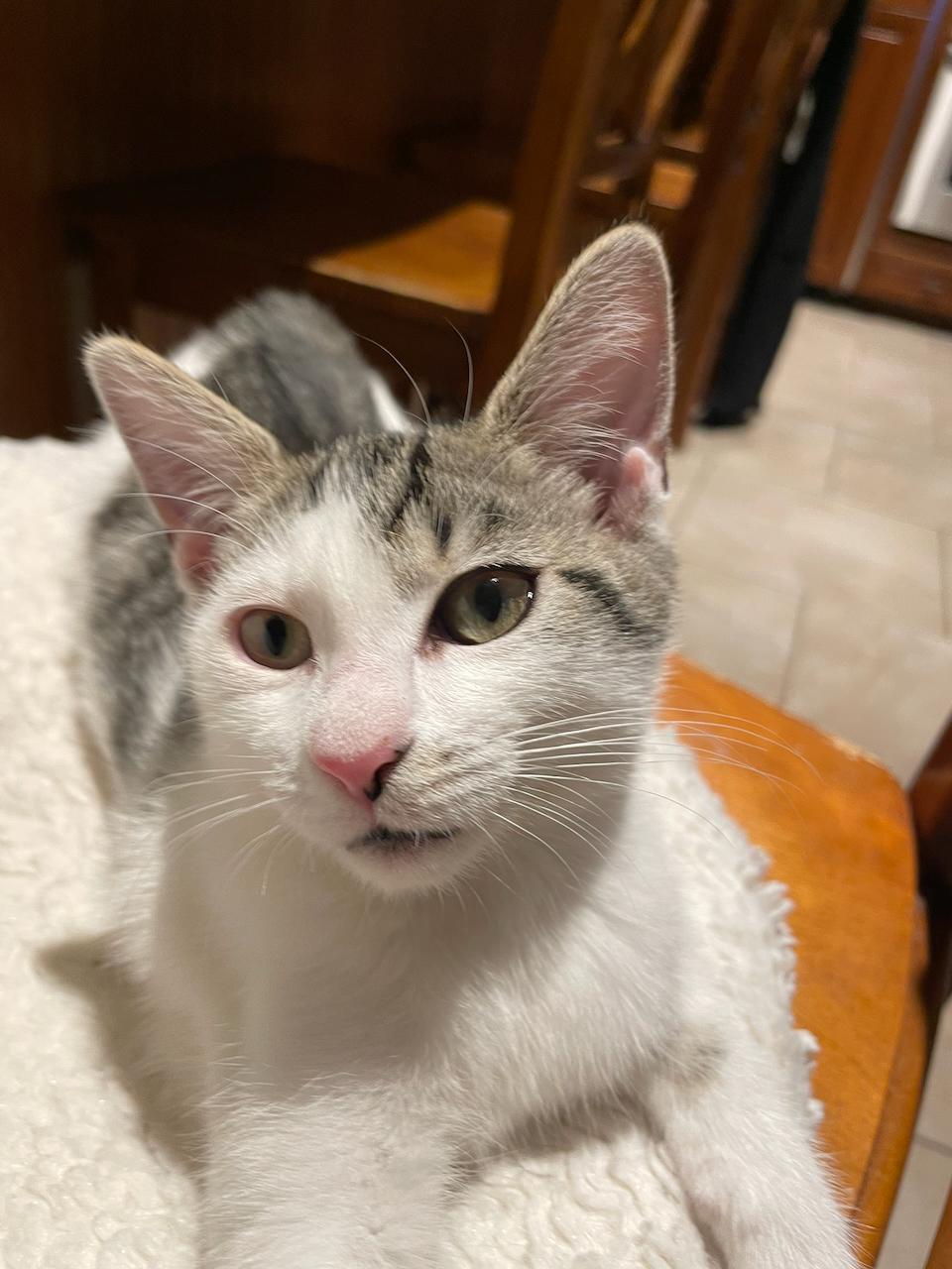Enlarge Trinity, a Adopted Domestic Short Hair in East Brunswick, NJ image 4/6