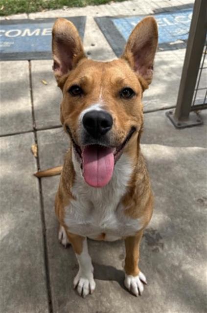 MITZY, Adoptable, Young Female Australian Cattle Dog / Blue Heeler & Labrador Retriever.