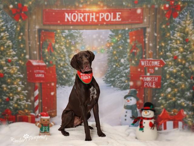 Enlarge BANKSY, a Adoptable mixed breed in Omaha, NE image 1/1