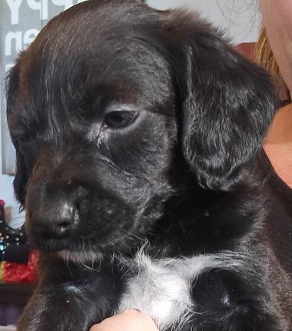 Enlarge Ladd, a Adopted mixed breed in Cumming, GA image 1/3