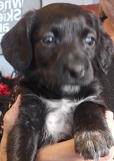Enlarge Ladd, a Adopted mixed breed in Cumming, GA image 2/3