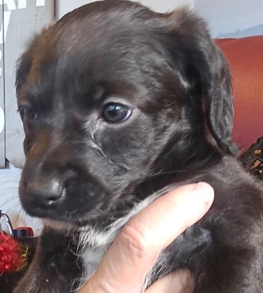 Enlarge Ladd, a Adopted mixed breed in Cumming, GA image 3/3