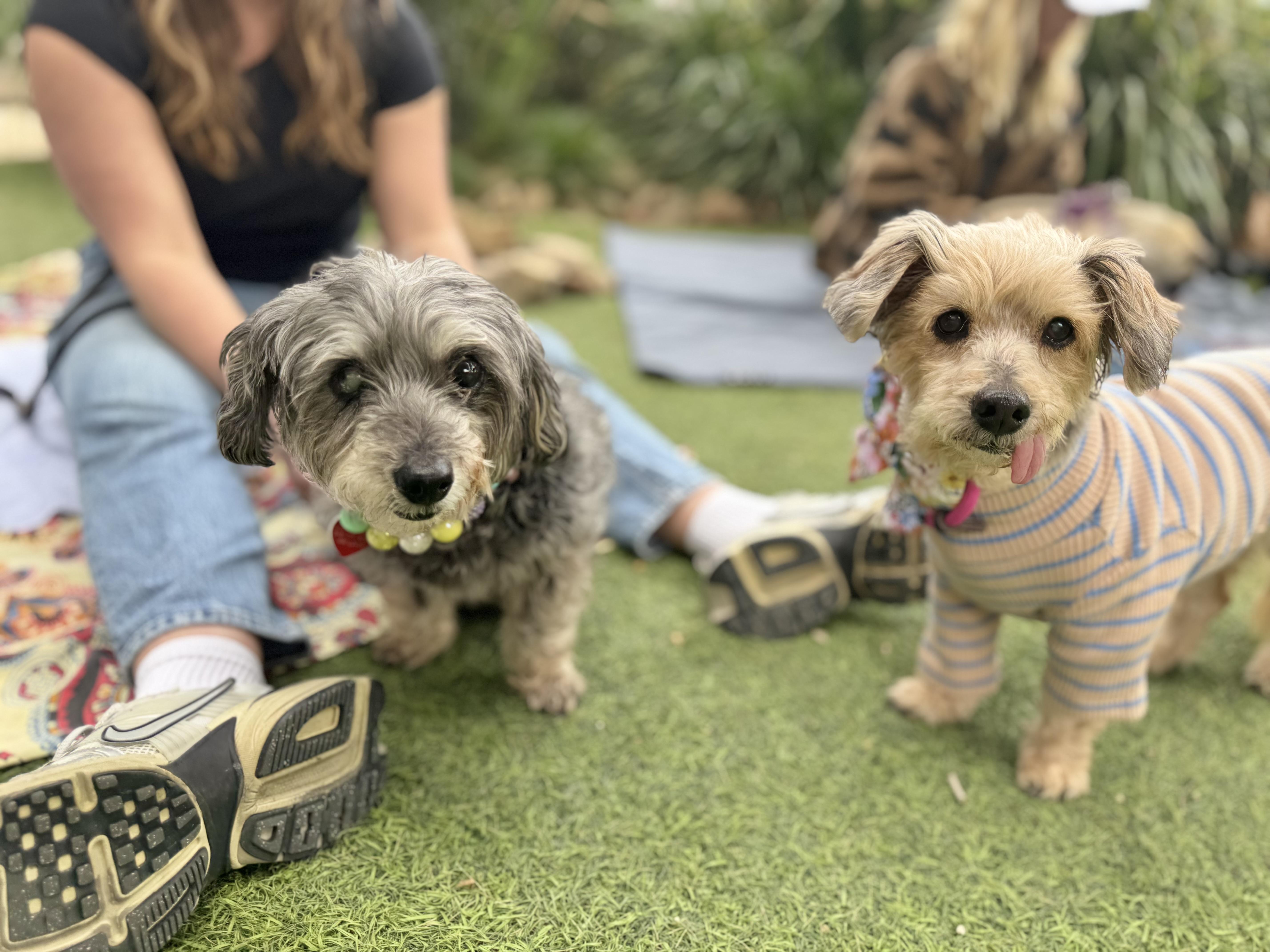 Enlarge granny shake shack is great with cats, a Adoptable mixed breed in Los Angeles, CA image 5/6