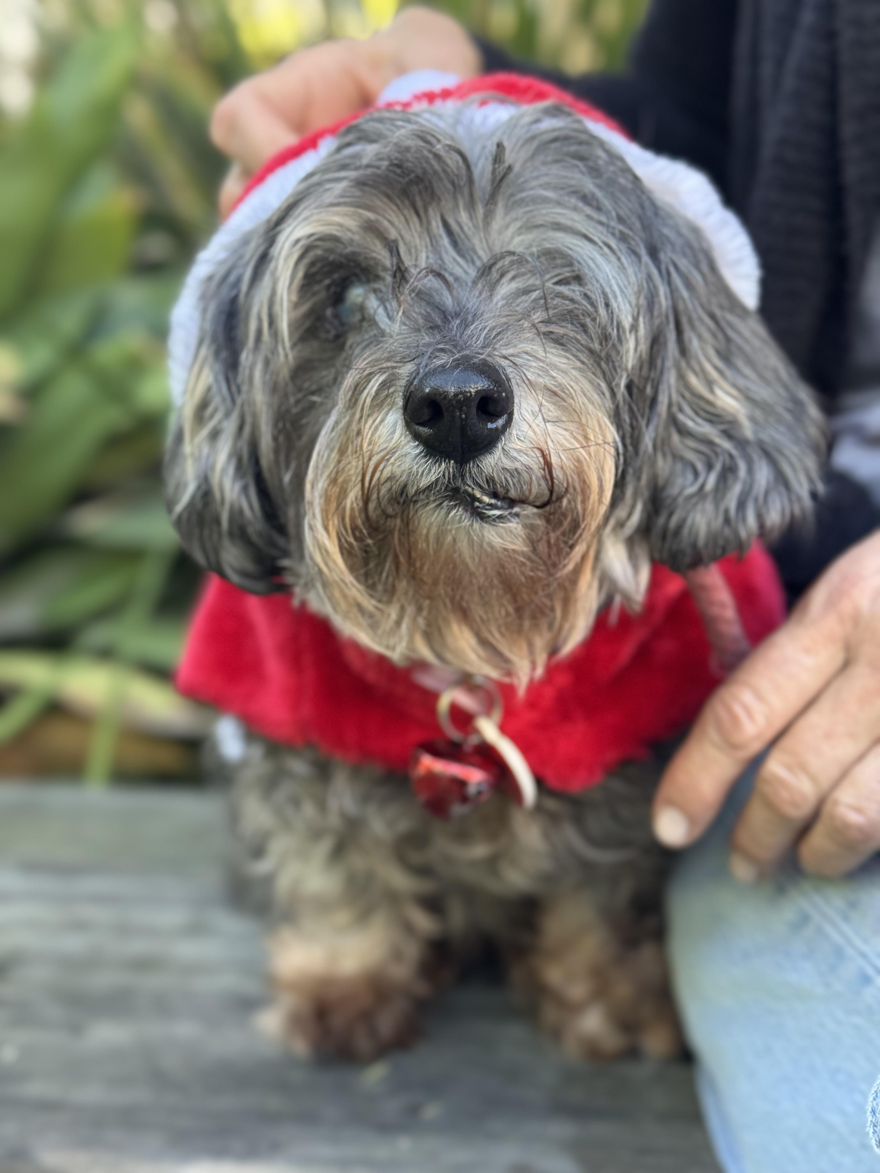 Enlarge granny shake shack is great with cats, a Adoptable mixed breed in Los Angeles, CA image 1/6