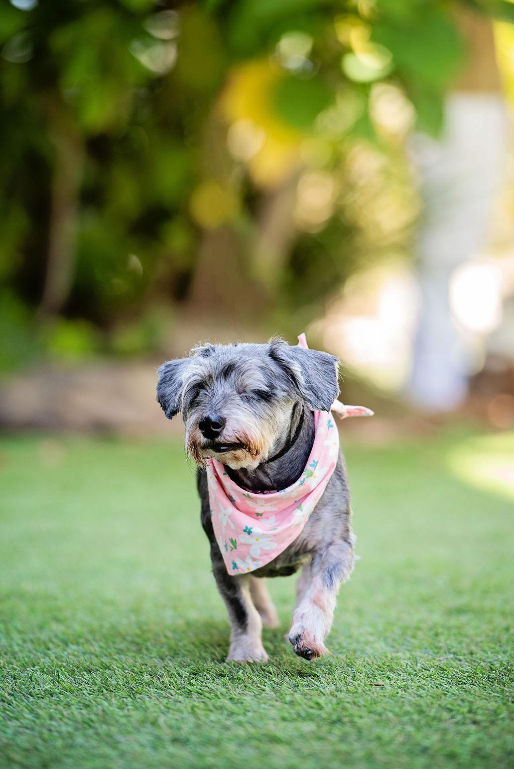Enlarge granny shake shack is great with cats, a Adoptable mixed breed in Los Angeles, CA image 4/6