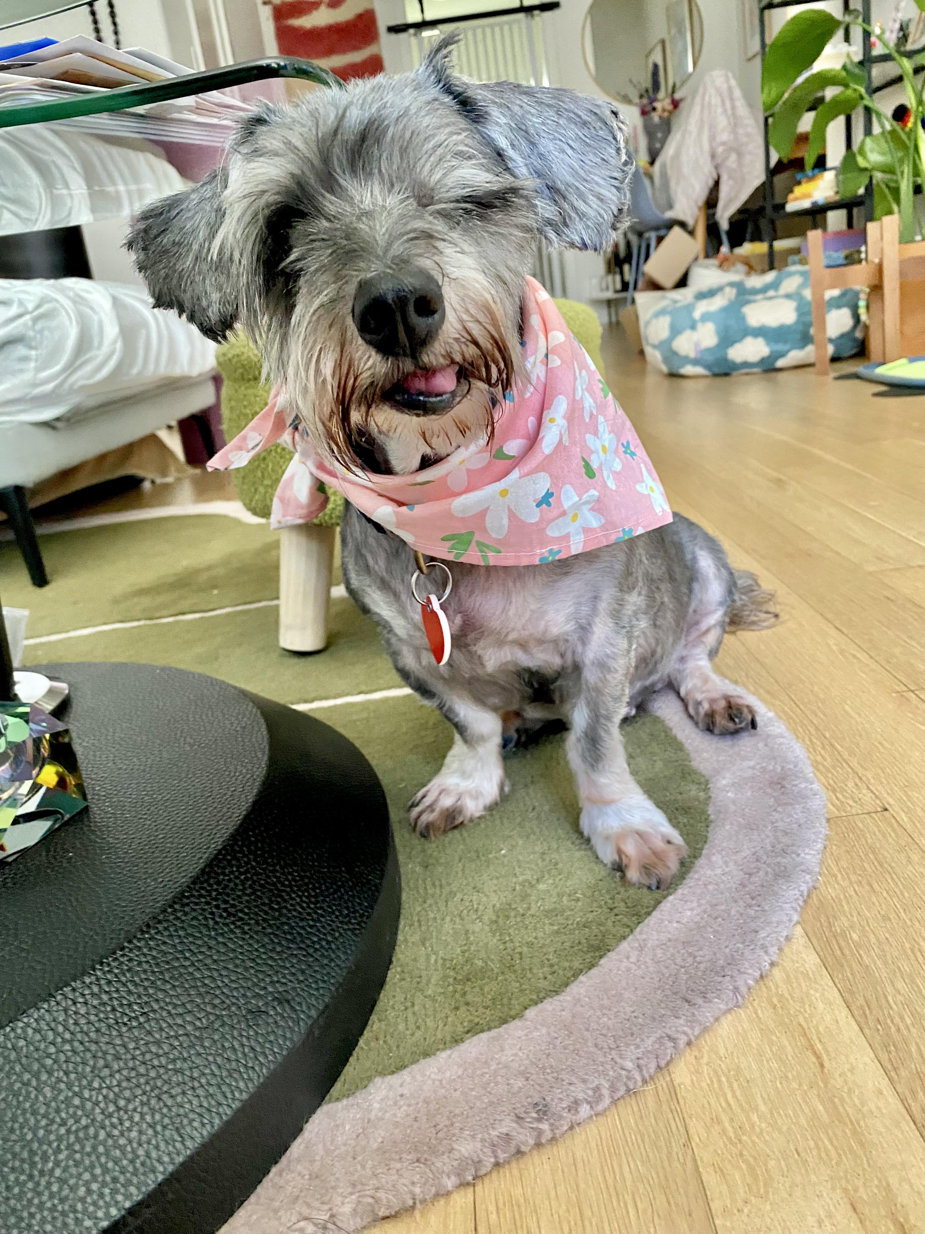 Enlarge granny shake shack is great with cats, a Adoptable mixed breed in Los Angeles, CA image 2/6