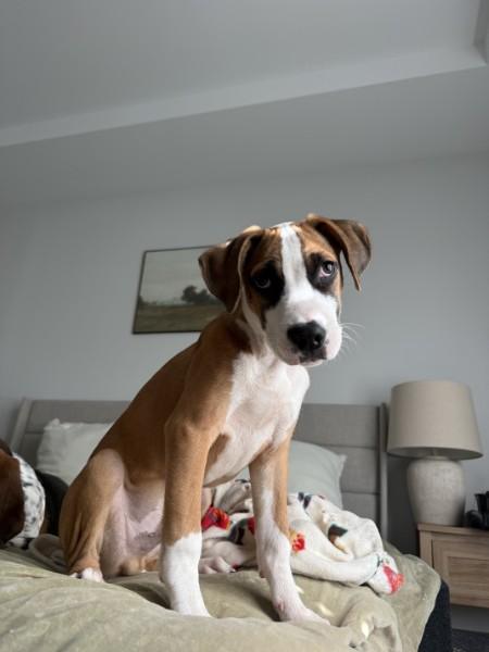 Enlarge Baxter - IN FOSTER HOME - AVAILABLE TO ADOPT, a Adoptable mixed breed in Clayton, NC image 6/6