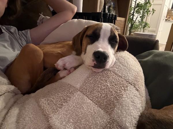 Enlarge Baxter - IN FOSTER HOME - AVAILABLE TO ADOPT, a Adoptable mixed breed in Clayton, NC image 5/6