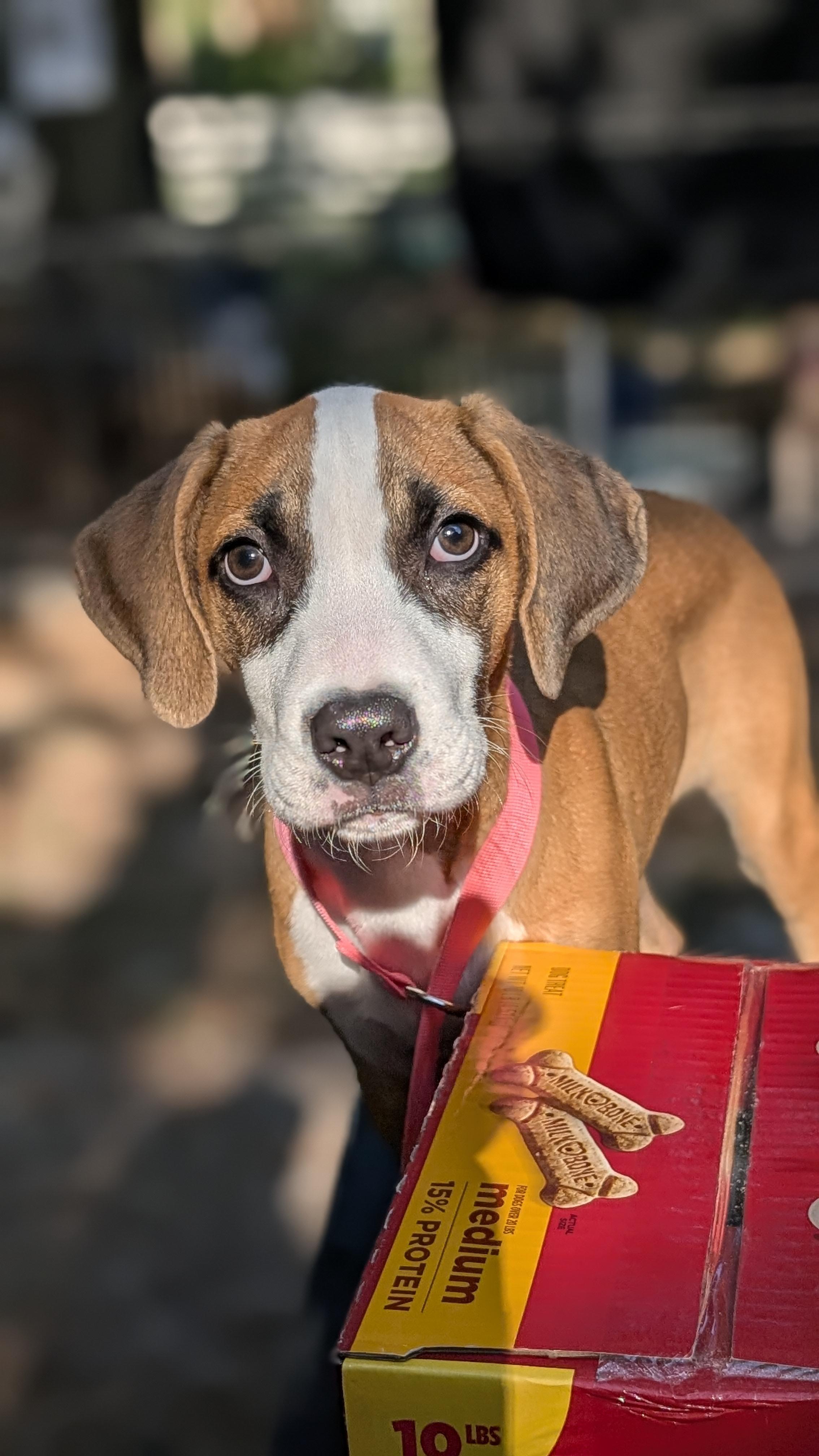 Enlarge Baxter - IN FOSTER HOME - AVAILABLE TO ADOPT, a Adoptable mixed breed in Clayton, NC image 1/6