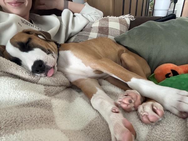 Enlarge Baxter - IN FOSTER HOME - AVAILABLE TO ADOPT, a Adoptable mixed breed in Clayton, NC image 4/6
