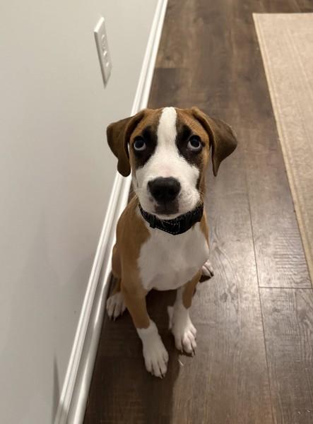 Enlarge Baxter - IN FOSTER HOME - AVAILABLE TO ADOPT, a Adoptable mixed breed in Clayton, NC image 3/6
