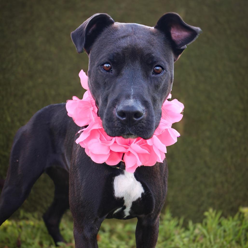 Joan Jett, Adoptable, Adult Female Mixed Breed.